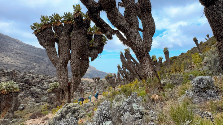 Mount Kilimanjaro Summit Climb