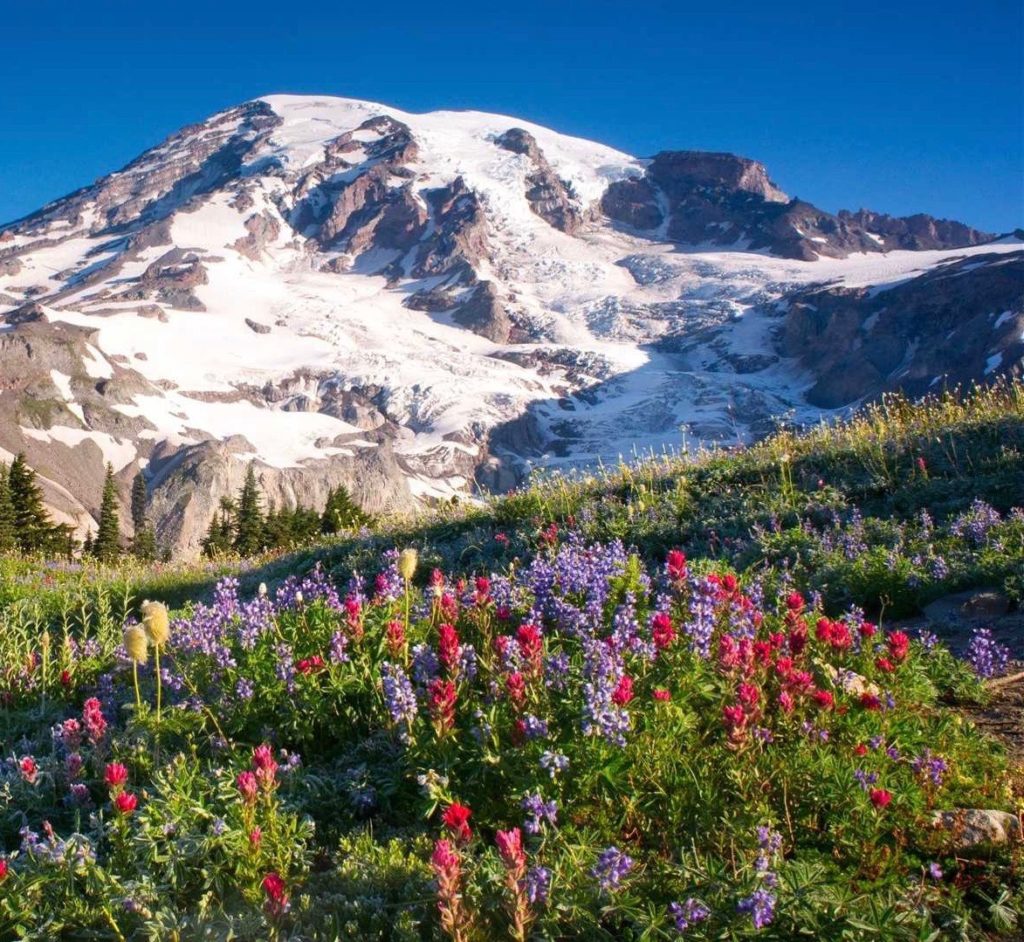 Mt. Rainier Backpacking & Yoga